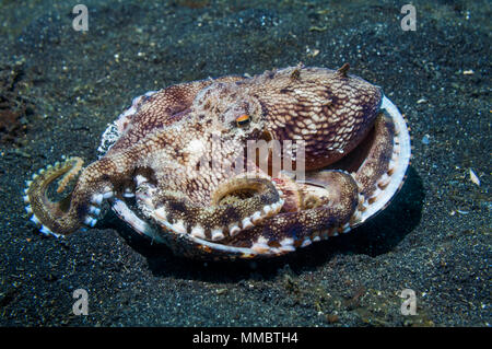 Polpo venato (Amphioctopus marginatus) rifugi in gusci che essa ha raccolto. Lembeh strait, Sulawesi, Indonesia. Foto Stock