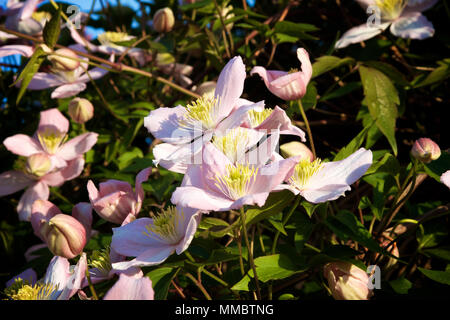 Un clematide Montana pianta rampicante con fiori in piena fioritura con petali di rosa e giallo stame insieme contro il verde delle foglie prese su un soleggiato tarda primavera Foto Stock