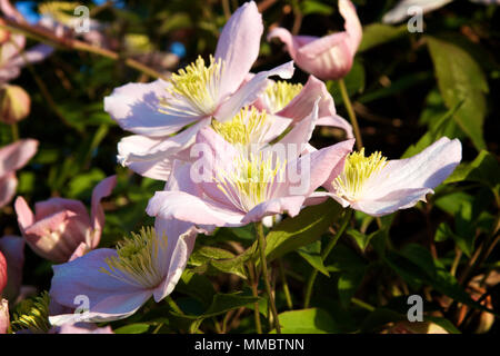 Un clematide Montana pianta rampicante con fiori in piena fioritura con petali di rosa e giallo stame insieme contro il verde delle foglie prese su un soleggiato tarda primavera Foto Stock