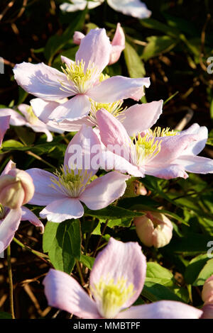 Un clematide Montana pianta rampicante con fiori in piena fioritura con petali di rosa e giallo stame insieme contro il verde delle foglie prese su un soleggiato tarda primavera Foto Stock