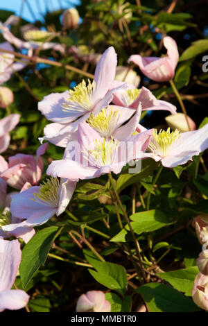 Un clematide Montana pianta rampicante con fiori in piena fioritura con petali di rosa e giallo stame insieme contro il verde delle foglie prese su un soleggiato tarda primavera Foto Stock