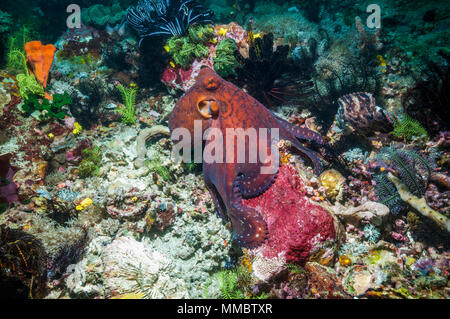 Giorno octopus [Octopus cyanea] caccia sulla barriera corallina. Indonesia. Foto Stock