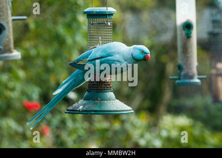 Rose-inanellato o anello a collo di parrocchetto (Psittacula krameri), la mutazione blu su bird feeder in giardino. Londra, Regno Unito. Foto Stock