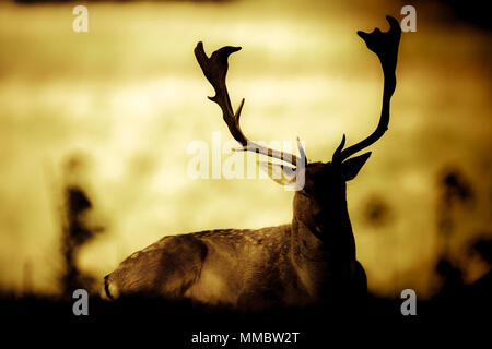 Il Buck daini prendendo un resto di sera sun Foto Stock