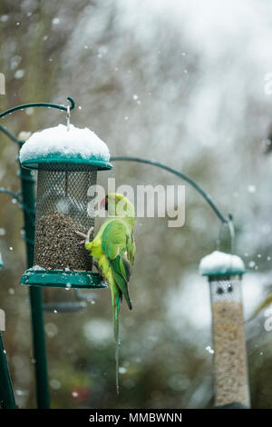 Rose-inanellato o anello a collo di cocorite (Psittacula krameri), su bird feeder nel giardino con la neve. Londra, Regno Unito. Foto Stock