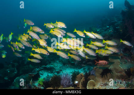 Blueline lutiani (Lutjanus kasmira) e Tonno obeso lutiani (Lutjanus lutjanus) scuola sulla barriera corallina. RInca, Parco Nazionale di Komodo, Indonesia. (Digita Foto Stock