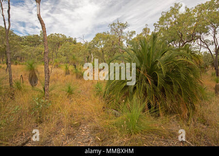 Macrozamia moorei, zamia palm, cicadee crescente tra erbe e alberi di eucalipto a Minerva Hills National Park central Queensland Australia Foto Stock