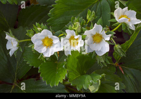 Fragola 'Flamenco' fiori in primavera Foto Stock