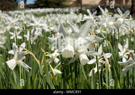 Primo piano di narcissus bianchi narcisi fiori fioritura in primavera Inghilterra Regno Unito Regno Unito Gran Bretagna Foto Stock