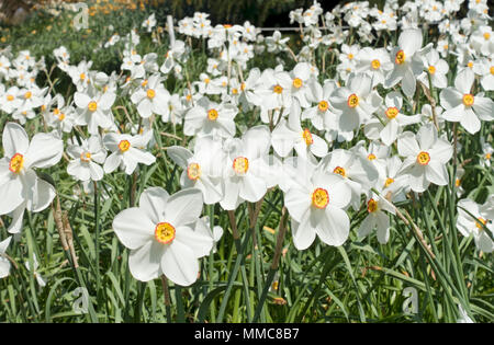 Primo piano di bianco narcisi narcisi daffodil fiore fiori narcisi in primavera Inghilterra Regno Unito GB Gran Bretagna Foto Stock