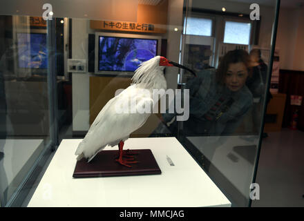 Isola di Sado, Giappone. Il 3 maggio, 2018. Un campione di crested ibis è visto a crested ibis park sull'Isola di Sado nella Prefettura di Niigata, Giappone, 3 maggio 2018. Crested ibis, un iconico uccello che era sul punto di estinzione in Giappone negli anni ottanta, sono ora prospera e fornendo un impulso all'economia locale sull'isola di Sado, grazie alla Cina di aiutare. Credito: Ma Ping/Xinhua/Alamy Live News Foto Stock