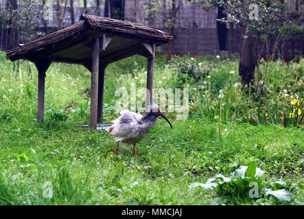 Isola di Sado, Giappone. Il 3 maggio, 2018. Un crested ibis è visto a crested ibis park sulla isola di Sado, nella Prefettura di Niigata, Giappone, 3 maggio 2018. Crested ibis, un iconico uccello che era sul punto di estinzione in Giappone negli anni ottanta, sono ora prospera e fornendo un impulso all'economia locale sull'isola di Sado, grazie alla Cina di aiutare. Credito: Ma Ping/Xinhua/Alamy Live News Foto Stock