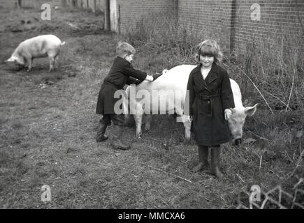 Degli anni Cinquanta, due bambini, un dolce cerca ragazza giovane e un piccolo ragazzo con suini al di fuori in un grassy area recintata. Entrambi di indossare gli stivali da pioggia e cappotti, il ragazzo sta spingendo sul retro di un suino che è più interessato a feeeding sull'erba a lui. Foto Stock