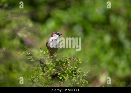 Maschio di casa passero Passer Domesticus appollaiato su un impianto di pyracantha contro un fogliame verde sullo sfondo Foto Stock