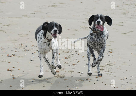Due cani in esecuzione su una spiaggia Foto Stock