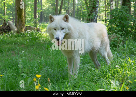 Arctic wolf in una foresta Foto Stock