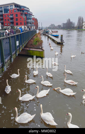 Kingston upon Thames, Regno Unito - Aprile 2018: Gregge di cigni e uccelli acquatici a Riverside Walk passeggiata sul fiume Tamigi a Kingston, Inghilterra Foto Stock