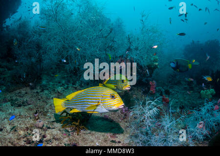 Nastro sweetlips [Plectorhinchus polytaenia] e corallo nero [Antipathes dichotoma]. Papua occidentale, in Indonesia. Foto Stock