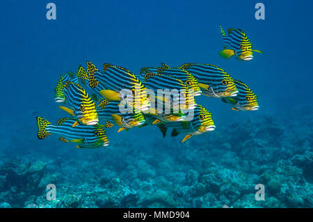 Oriental sweetlips [Plectorhinchus vittatus]. Maldive. Foto Stock