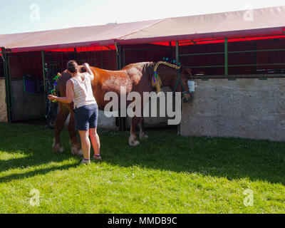 Un cavallo proprietario stallieri loro pesante cavallo in preparazione per un concorso. Foto Stock