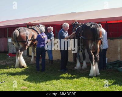 Un cavallo proprietario stallieri loro pesante cavallo in preparazione per un concorso. Foto Stock