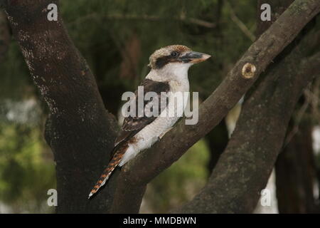 Kookaburra (Dacelo novaeguineae), noto anche come il Jackass Laughing, arroccato nella forcella di un albero, Wirreader Nature Reserve, Boronia, Australia. Foto Stock