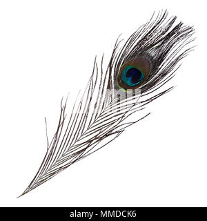 Bella Peacock feather isolati su sfondo bianco. Foto Stock