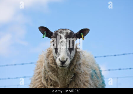 Pecore contro un cielo blu nel North Yorkshire, Inghilterra, Regno Unito Foto Stock