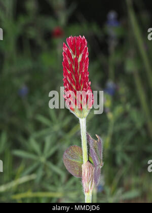 Trifoglio di cremisi (Trifolium incarnatum) fiore close-up Foto Stock