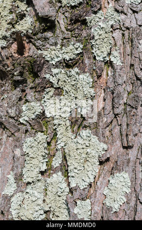 Comune Lichene Greenshields (Flavoparmelia caperata), un foliose lichen, che cresce su un tronco di albero nel Regno Unito. Foto Stock