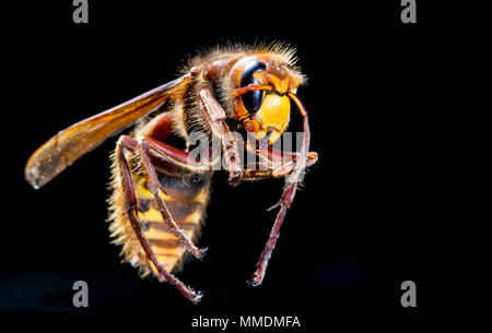 Hornet europea ( Vespa crabro ) nella foto contro uno sfondo nero nel Regno Unito Foto Stock