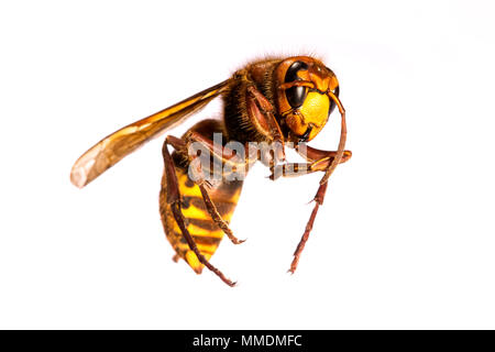 Hornet europea ( Vespa crabro ) contro uno sfondo bianco, raffigurato nel Regno Unito Foto Stock