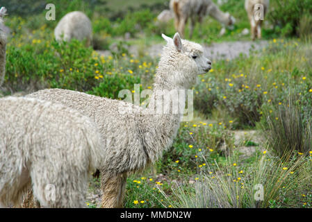 Llamas nella regione di Arequipa Foto Stock