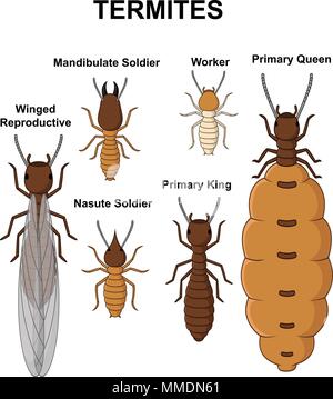 Tipo di fumetto di termiti insieme di raccolta Illustrazione Vettoriale