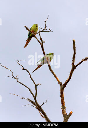 Austral parrocchetto, Enicognathus ferrugineus Foto Stock