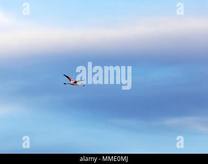 Flamingo cileni, Phoenicopterus chilensis Foto Stock