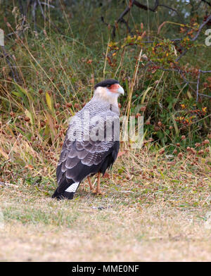 Crestato meridionale Caracara; Caracara plancus Foto Stock