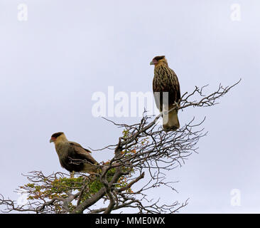 Crestato meridionale Caracara; Caracara plancus, per adulti e bambini in Patagonia Foto Stock