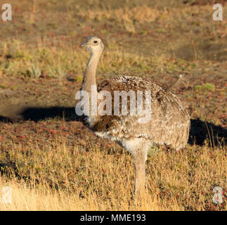 Darwin, rhea Rhea pennata Foto Stock