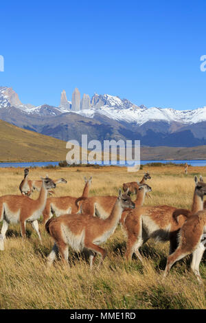 Il guanaco, Lama guanicoe, in Patagonia Foto Stock