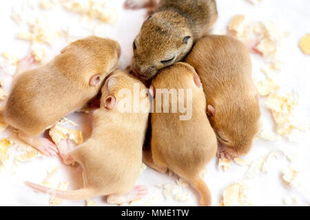 Gruppo di poco carino sleeping topi neonati. Macro Immagine. Foto Stock