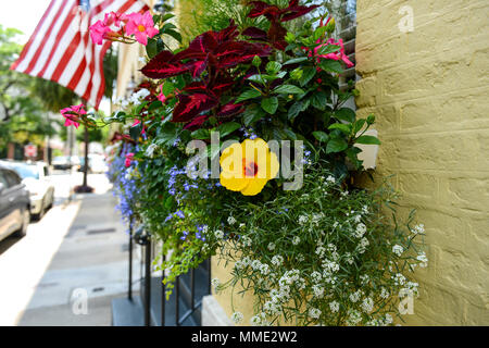 Window Box fiori - Vetro colorato scatola fiori su una Storica Charleston street nel centro di Charleston, South Carolina, Stati Uniti d'America. Foto Stock