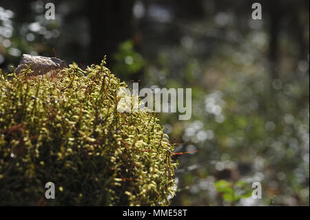 Macrofotografia di muschi e licheni sul moncone nel bosco di conifere. Foto Stock