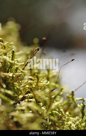 Macrofotografia di muschi e licheni sul moncone nel bosco di conifere. Foto Stock