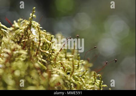 Macrofotografia di muschi e licheni sul moncone nel bosco di conifere. Foto Stock