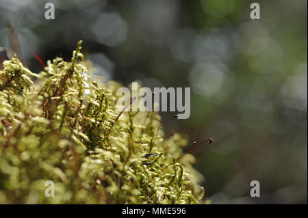 Macrofotografia di muschi e licheni sul moncone nel bosco di conifere. Foto Stock