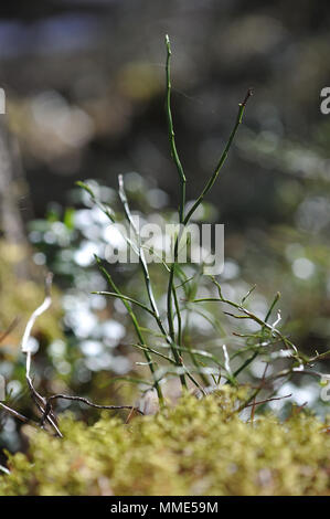 Macrofotografia di muschi e licheni sul moncone nel bosco di conifere. Foto Stock