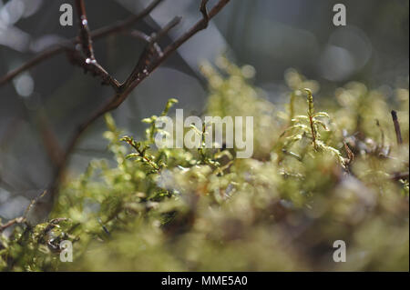 Macrofotografia di muschi e licheni sul moncone nel bosco di conifere. Foto Stock