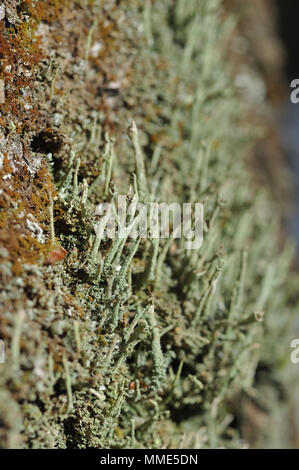 Macrofotografia di muschi e licheni sul moncone nel bosco di conifere. Foto Stock