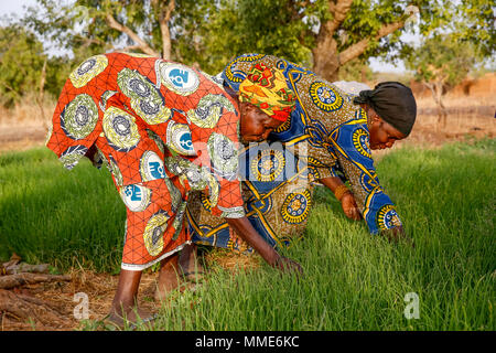 UBTEC ONG in un villaggio nei pressi di Ouahigouya, in Burkina Faso. I membri di una cooperativa al lavoro in un orto. Foto Stock